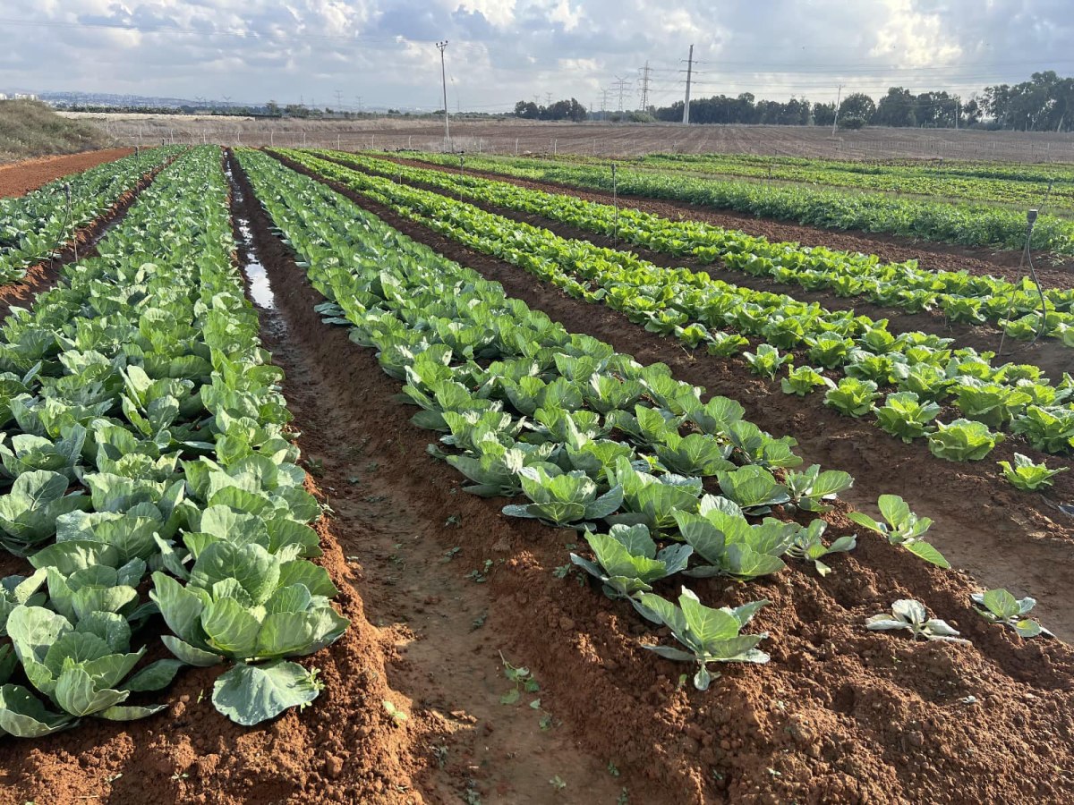 תמונות מאירוע עפיפונים בדרום השרון